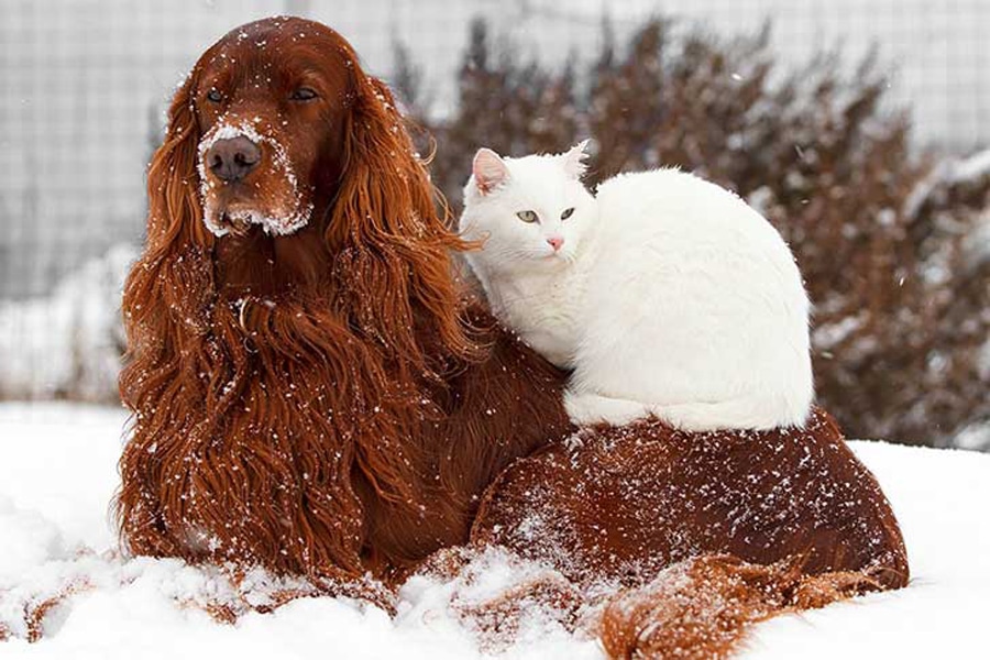 protege a tus mascotas del frío