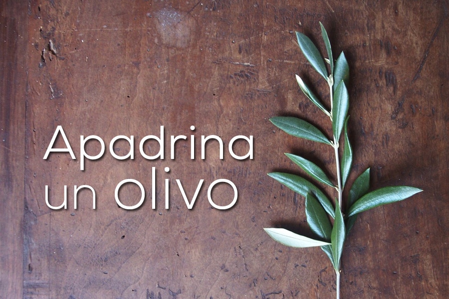 Por qué apadrinar un olivo
