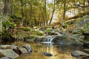 Cuál es el mejor momento para visitar los bosques madrileños