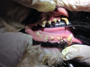 Cuidado dental 