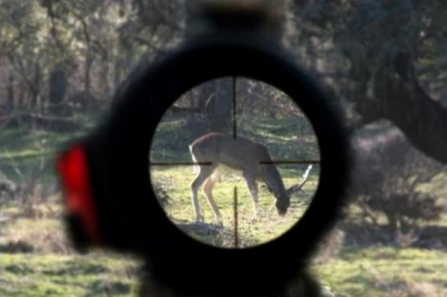 Abolir la caza en España
