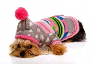 Protege a tus mascotas del frío