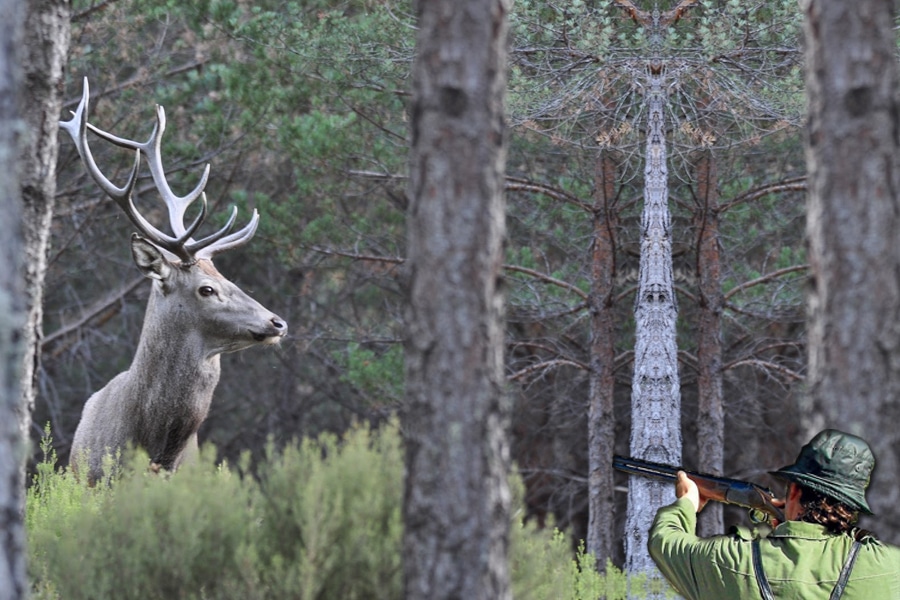 ¿Se debe prohibir la caza en España?