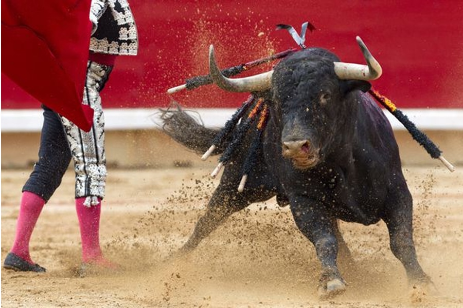 Como ya es habitual hemos realizado la siguiente pregunta sobre la tauromaquia española y te invitamos a participar: ¿Estás de acuerdo en prohibir las corridas de toros en España?