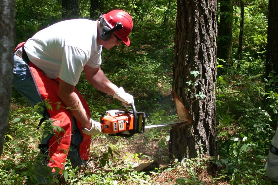Cómo talar un árbol con una motosierra. Prevención y seguridad.