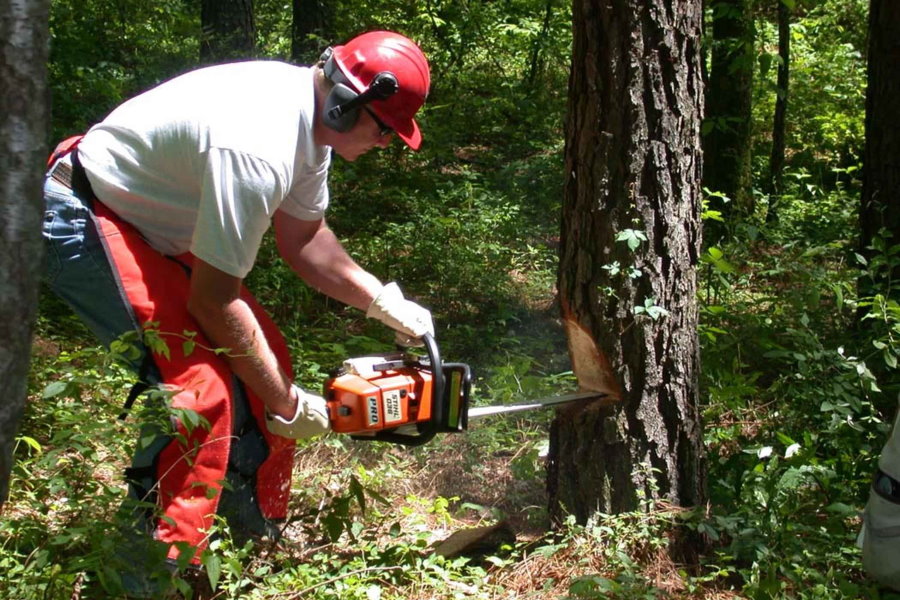 Surrey césped suspensión motosierra para talar arboles Racionalización Aumentar Paciencia Surrey césped suspensión motosierra para talar arboles Racionalización Aumentar Paciencia
