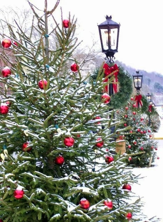 El abeto o pino, uno de los símbolos de la Navidad-2