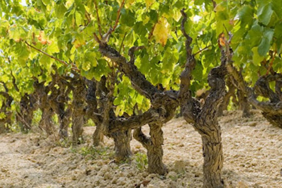 Características de los vinos D.O. Penedés