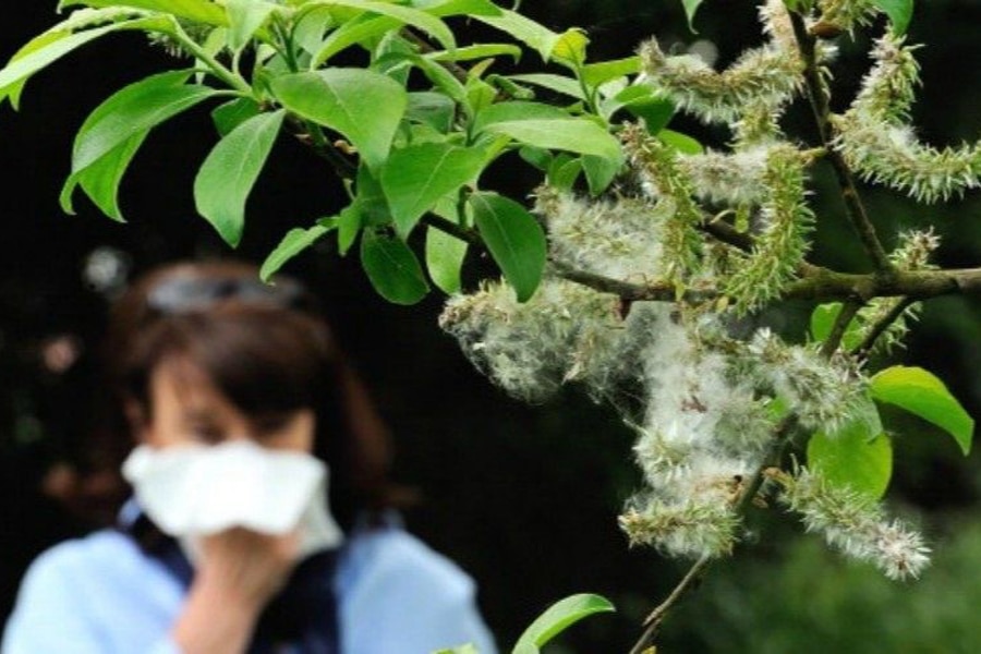 La importancia del arbolado en las alergias estacionales