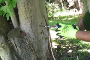 Picudo rojo El fin de una plaga destructiva 